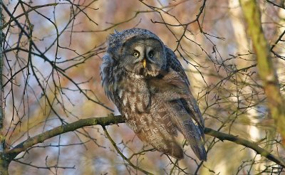 Great Grey Owl