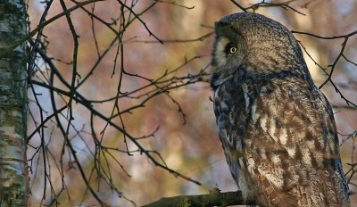 Great Grey Owl