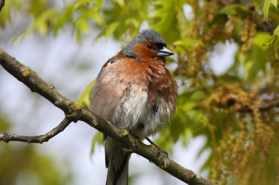 Chaffinch