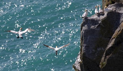 Northern Gannet