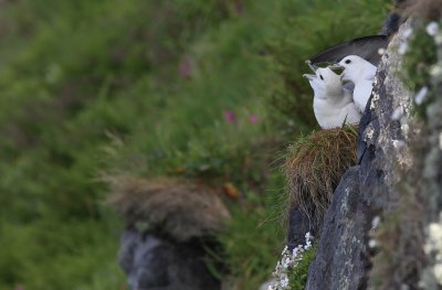 Northern Fulmar