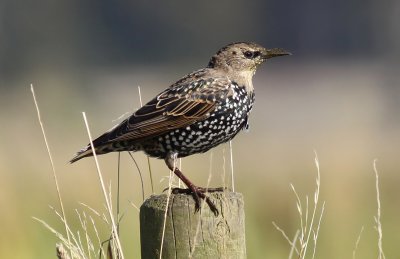 Common Starling