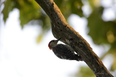 Red Capped Woodpecker