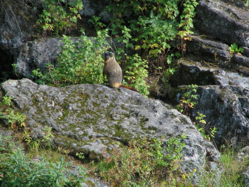 Local Resident at Big  Springs