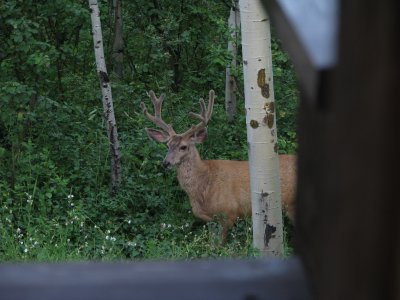 Nice Buck in backyard