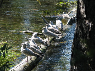 Bigs Springs Gulls