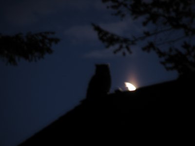Owl on our roof