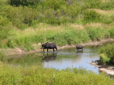 Moose on the Hams Fork