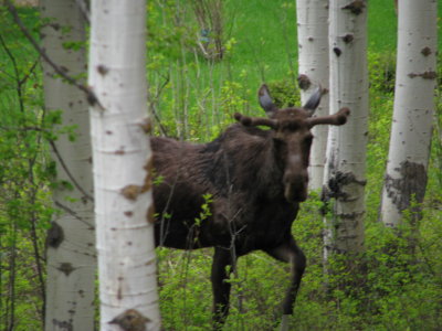 Visiting Moose