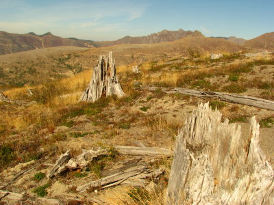 Stumps remaining  after Mt St Helen erupted 