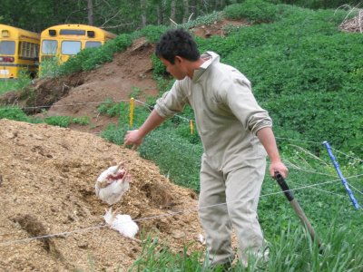 Burial Ground For Dead Animals For Composting Purpose