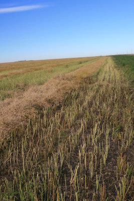 Canola Plant After The Harvest (IMG_6444.JPG)
