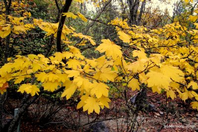 Autumn in Yosemite - 11/05/10