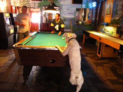 Resident Three Legged, Pool Playing Dog