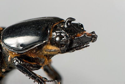 Wood Boring Beetle aka Patent-leather Beetle aka Bess Bug