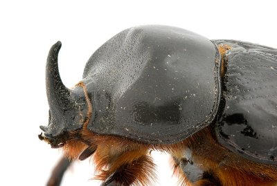 Dung Beetle 1