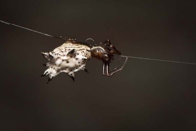Spiders and Relatives