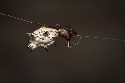 Spined Micrathena 2