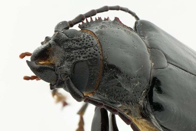 Long-Horned Beetle