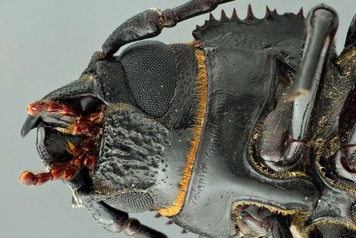 Long-Horned Beetle Underside