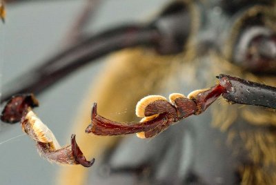 Long-Horned Beetle Front Feet