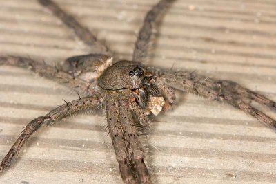 Wolf Spider 8