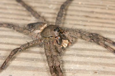 Wolf Spider 8