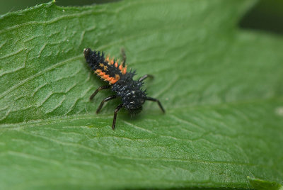 Ladybug Larva 2