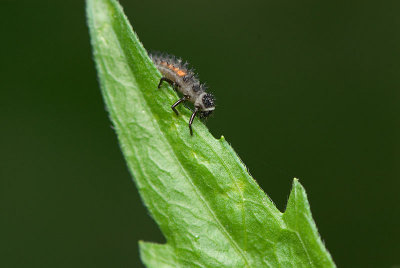 Ladybug Larva 4