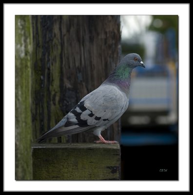 Poised Pigeon
