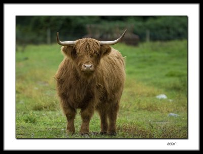 Hairy Longhorn !