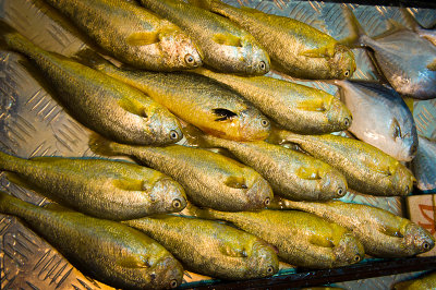 Lotsa fishes