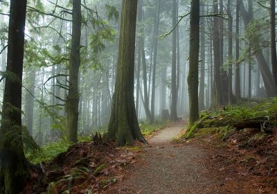 Cedars in the Mist