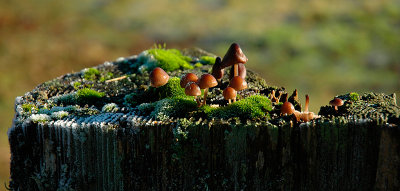 Mushroom tableau