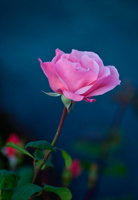 Pink rose at dusk