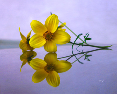 Yellow flower reflection