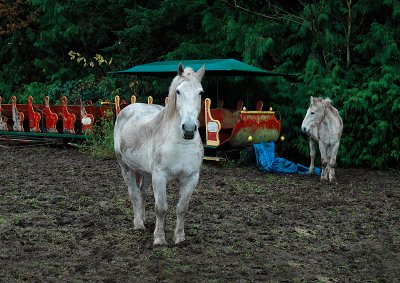 White horse and sleigh
