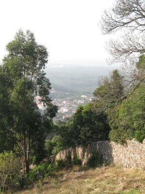 Edge of the Forest of Bussaco
