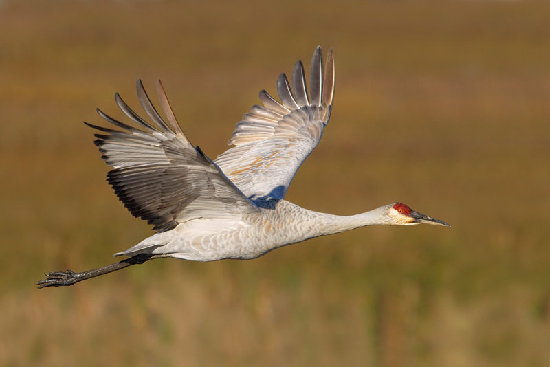 Sandhill Crane