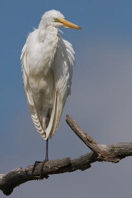 egret_sep2008_229  .jpg