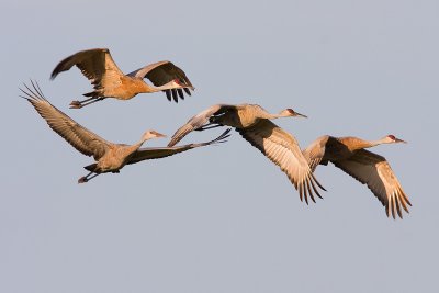 Sandhill Crane