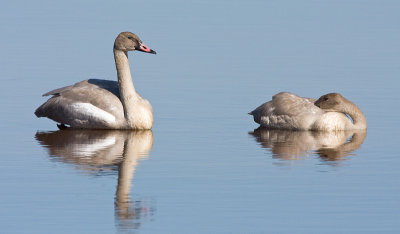 Trumpeter Swans