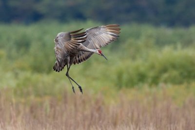 Sandhill Landing