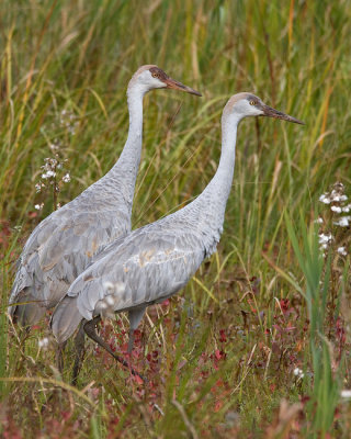 Pair of Juvenile Sandhills