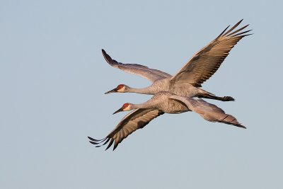 Sandhill Pair