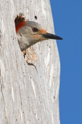 Red-bellied Woodpecker