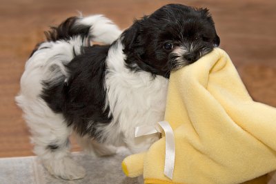 Puppy Blanket