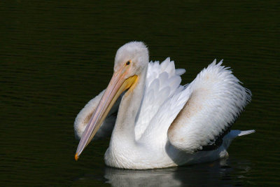 pelican_4878_web2.jpg