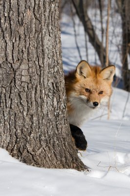 Red Fox