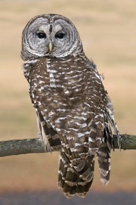 Barred Owl